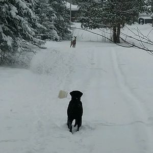 Meet your Posher, Angel